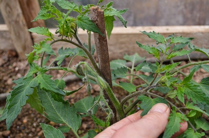 Stedbørn vises, så snart planten begynder at blomstre og vokser fra området af bladbihulerne