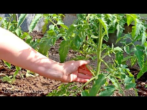 Grassende tomater