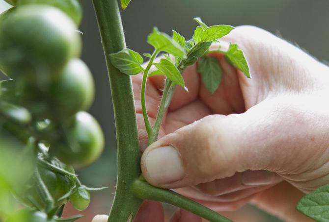 Tomatplukning: hvordan og hvornår man gør det