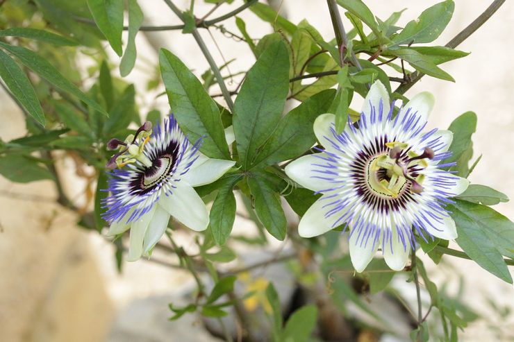 Passiflora blomstrer