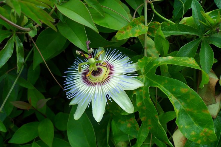 Passionsblomsters sygdomme og skadedyr