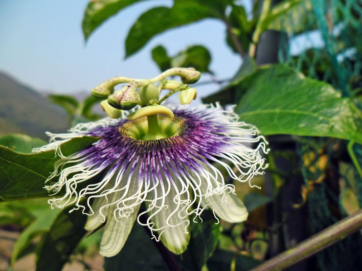 Passionflower βρώσιμο