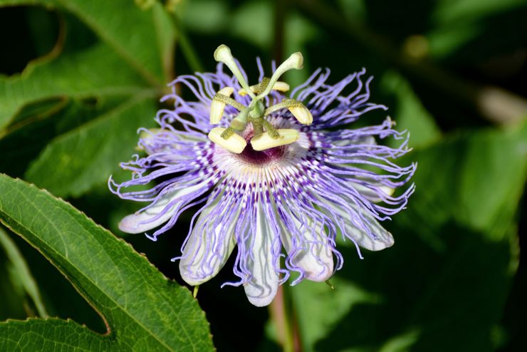 Ενσαρκωμένη Passiflora