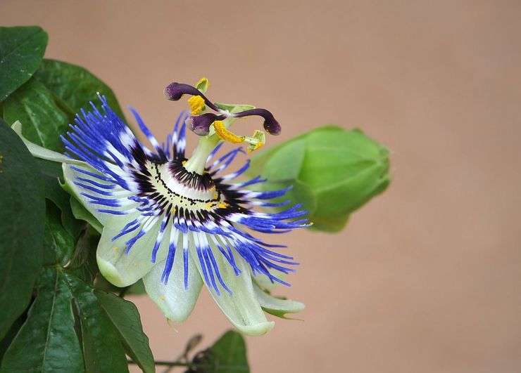 Beskrivelse af passionflower