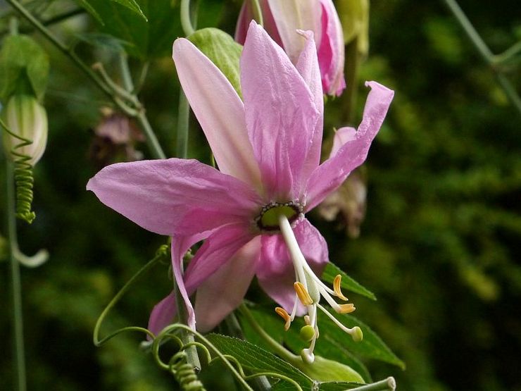 Passionsblomst banan