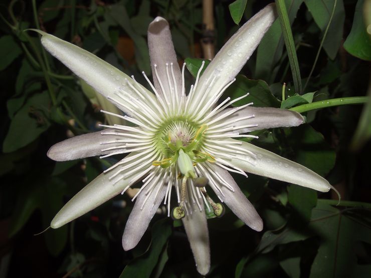 Passionflower χαριτωμένο