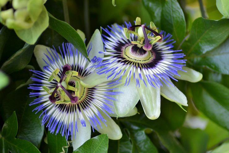 Passionsblomsters egenskaber