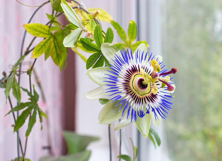 Passiflora pleje derhjemme