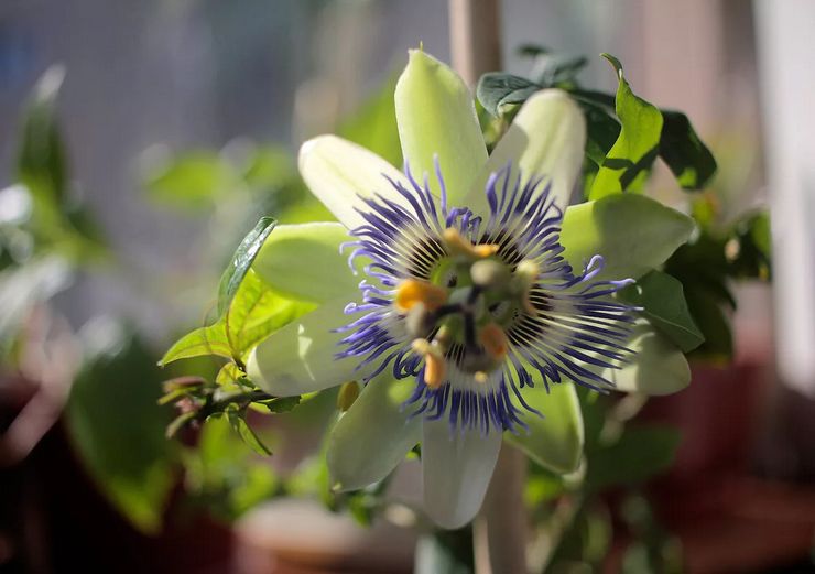 Voksende passionflower