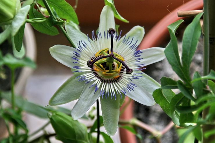 Plantning af passionflower