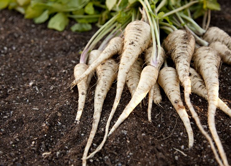 Vegetabilsk pastinak - plantning og pleje i det åbne felt. Dyrkning af pastinak fra frø. Beskrivelse, typer. Foto