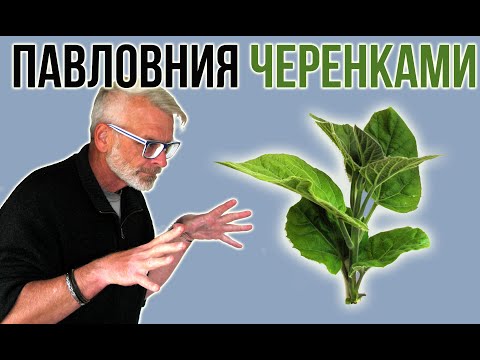 PAVLOVNIA / Reproduktion ved grønne stiklinger / Igor Bilevich