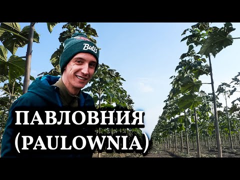Paulownia // Aluminiumstræ eller oliebrønd på stedet?
