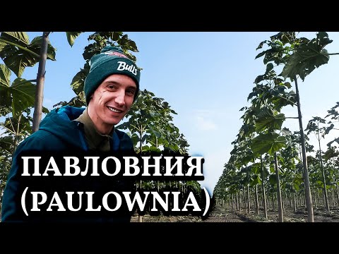 Paulownia // شجرة ألمنيوم أم بئر نفط في الموقع؟