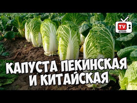 Pekingská kapusta a čínština �� Recenzia najlepších odrôd z HITSAD.TV