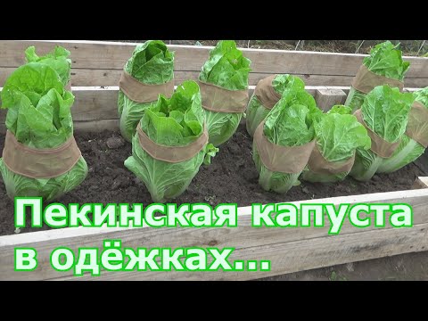 Πώς να καλλιεργήσετε κινέζικο λάχανο για να μην ανθίσει