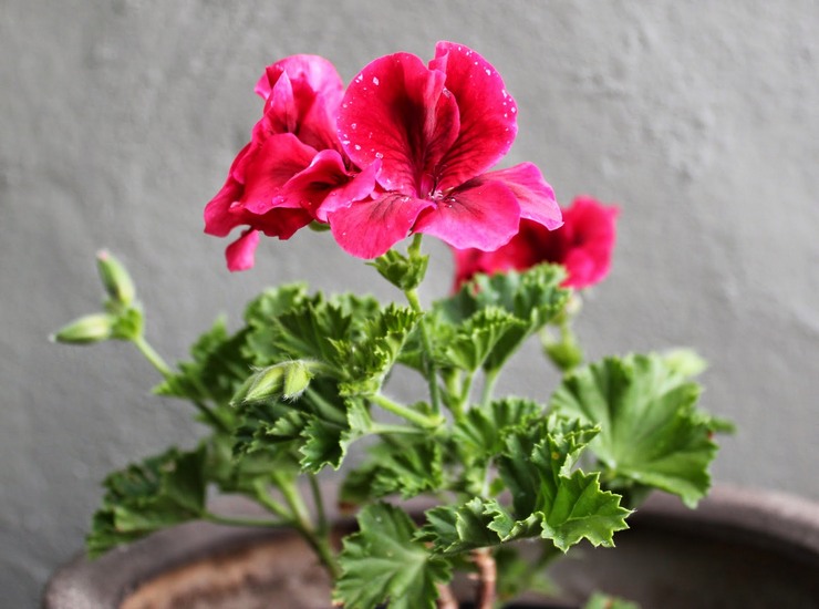 Το Royal pelargonium ανταποκρίνεται καλά στο άφθονο πότισμα κατά την ανθοφορία