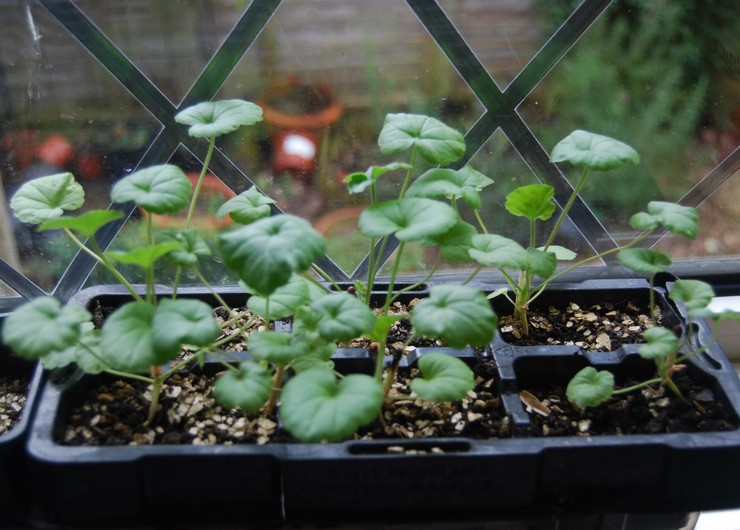 Reproduktion af kongeligt pelargonium