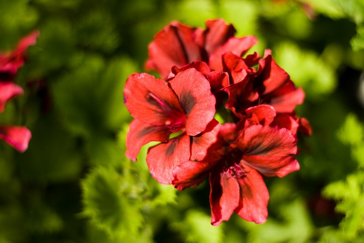 Typer og sorter af kongeligt pelargonium