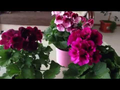 PELARGONIA ROYAL - HOITOVINKKEJÄ