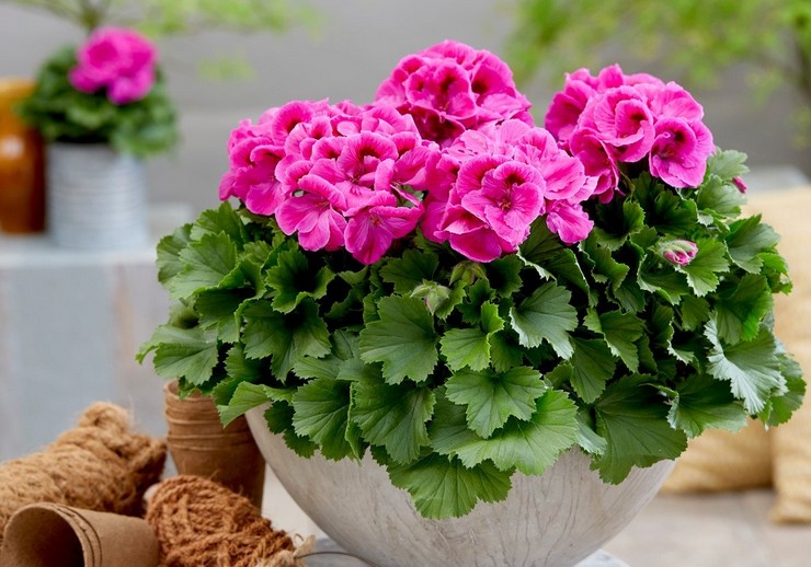 Pelargonium royal: kotihoito, elinsiirto ja lisääntyminen