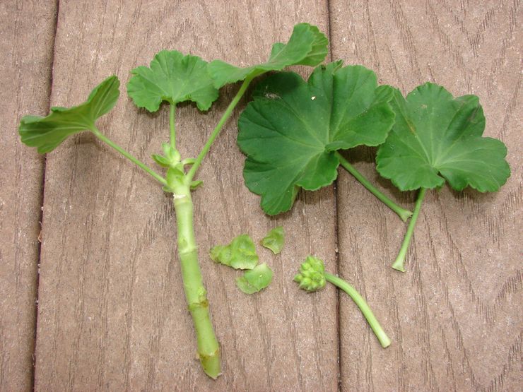 Avlsmetoder til pelargonium zonal