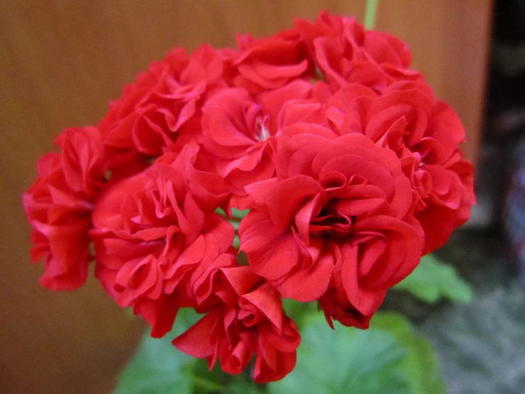 Ζώνη Pelargonium Yu-Jiga