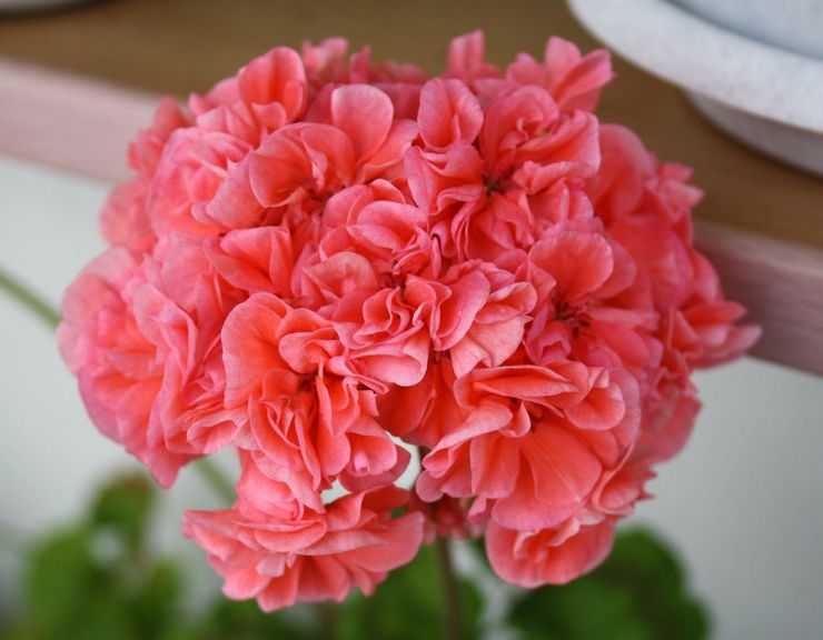 Λίμνη ζώνης Pelargonium