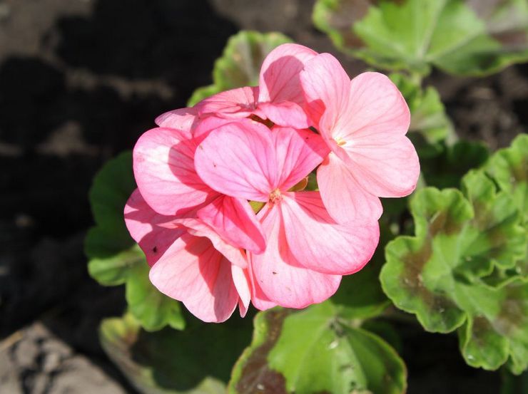 Pelargonium zonal Rafaella F1