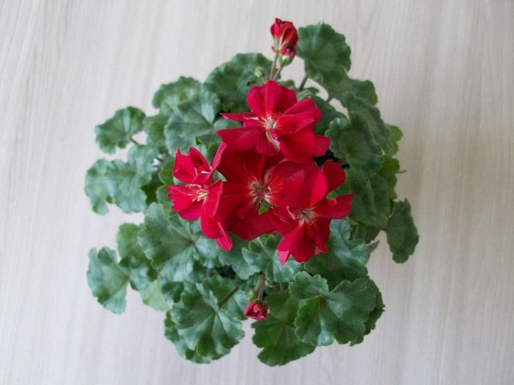 Pelargonium -alue Minx