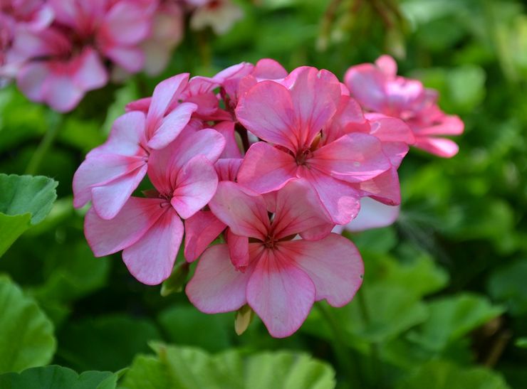 Funktioner af pelargonium zonal
