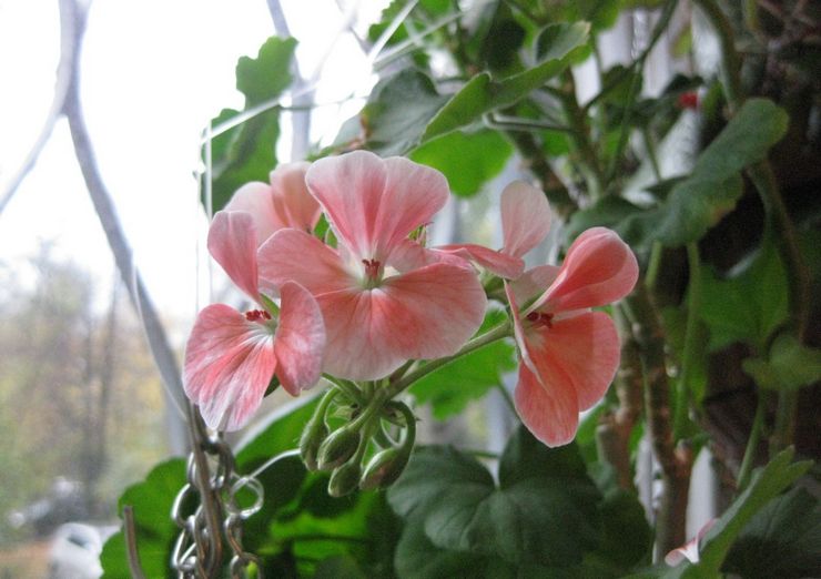 Pelargonium vyöhyke Colorama