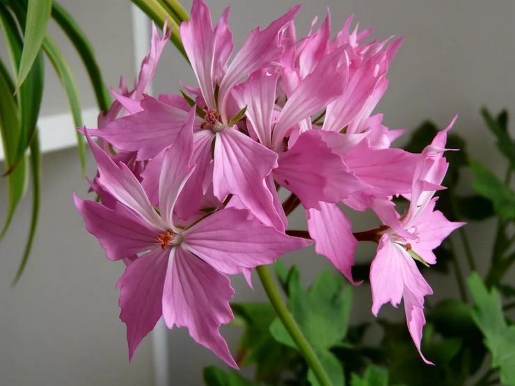 Pelargonium zonal Quantum lyserød