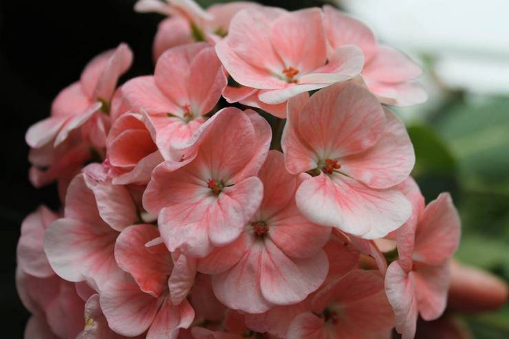 Pelargonium Zoned Grand Canyon