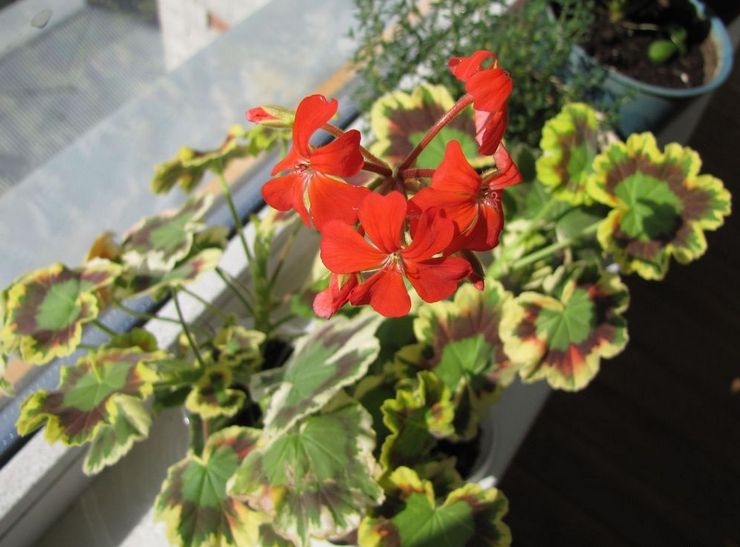 Ζώνη Pelargonium κυρία Πόλοκ