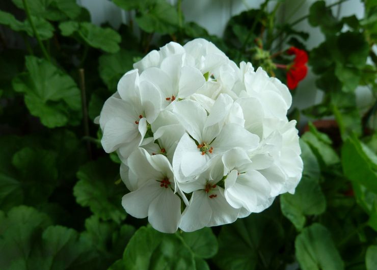 Pelargonium Zonal Cabaret