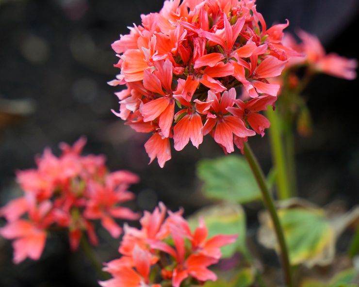 Pelargonium zonal Κβαντικός σολομός