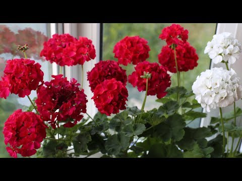 Pelargonium er zonal. Sådan opnås frodig blomstring.