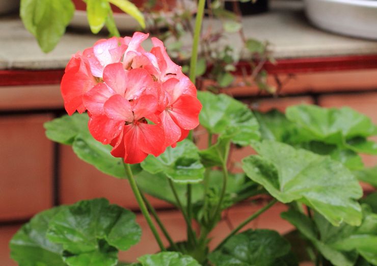 Pelargonium zonal