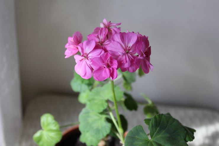 Topdressing af pelargonium zonal