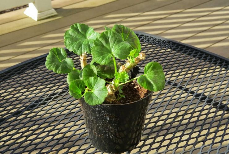 Beskæring af pelargonium zoneinddelt