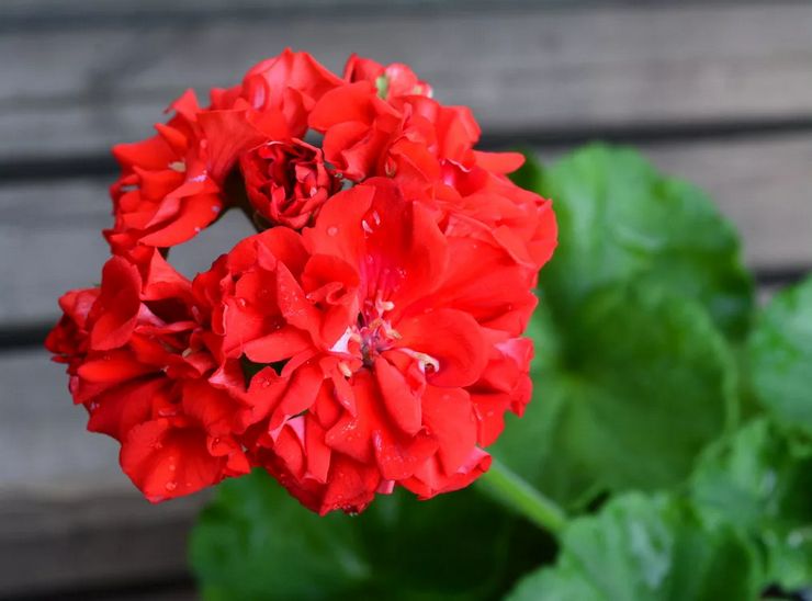 Plante pelargonium zonal