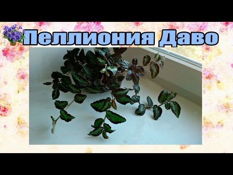 Houseplant Pellionia daveauana الصيانة والعناية