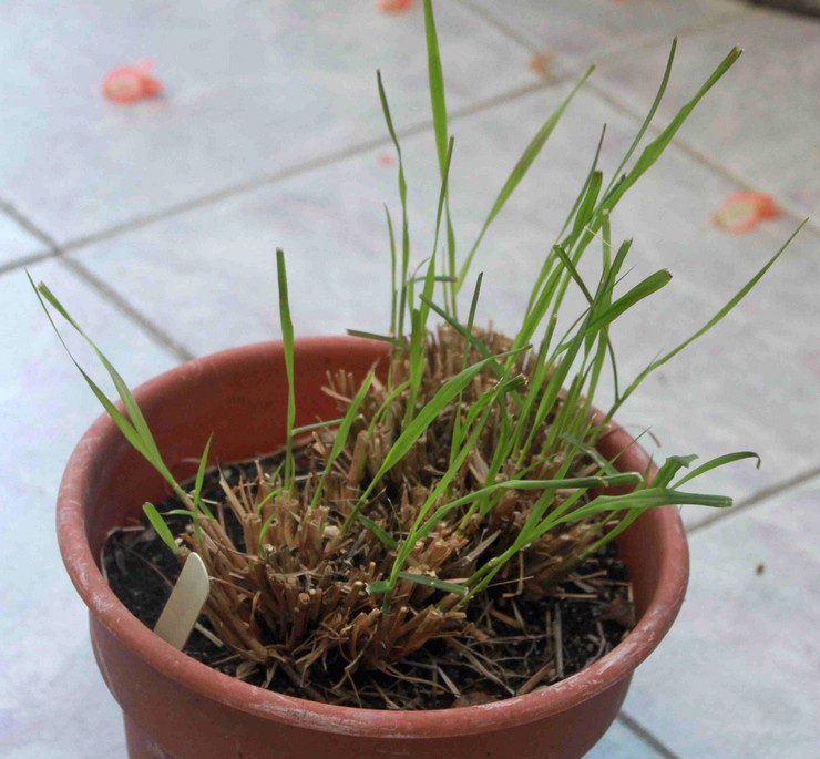 Dyrkning af pennisetum fra frø