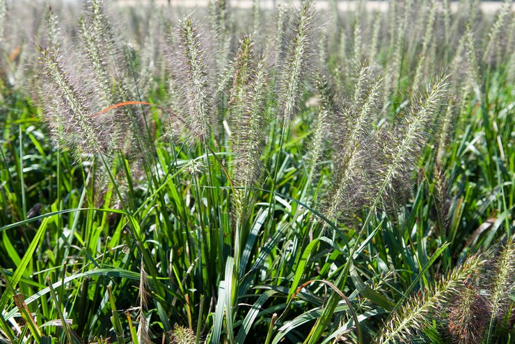 Plantning af pennisetum i åbent terræn