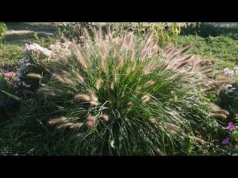 Det mest elegante og uhøjtidelige korn til haven! PENNISETUM!