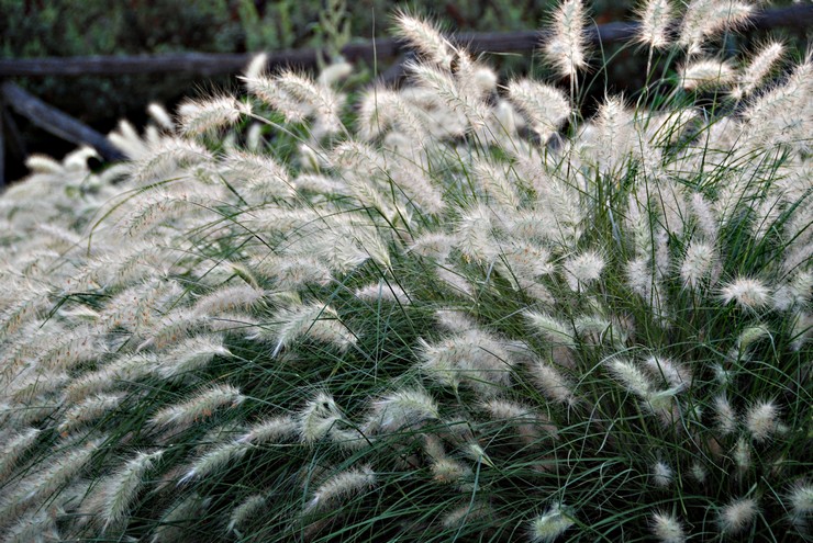 Pennisetum: زراعة ورعاية في الحقول المفتوحة ، والزراعة ، والصور ، والأنواع