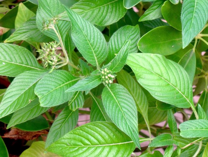 Sådan dyrkes en pentas lancetformet blomst korrekt derhjemme