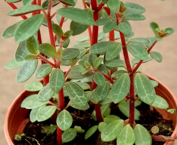 Peperomia ضارب إلى الحمرة