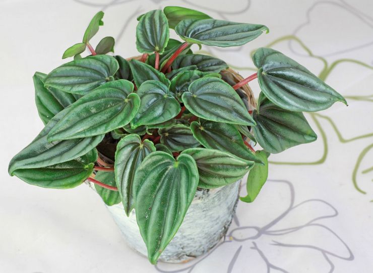 رخام Peperomia